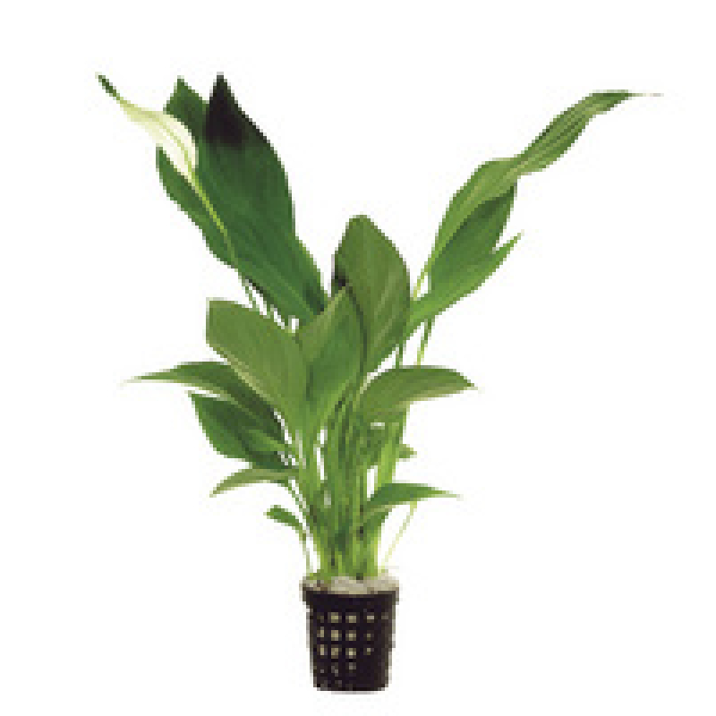 6x Spatiphyllum Quatro